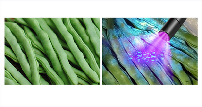 UV lamp voor het testen van fruit en groenten