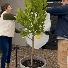 Neerslag en vorstbescherming voor planten