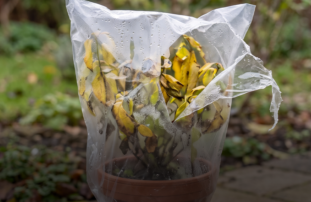 Neerslag en vorstbescherming voor planten