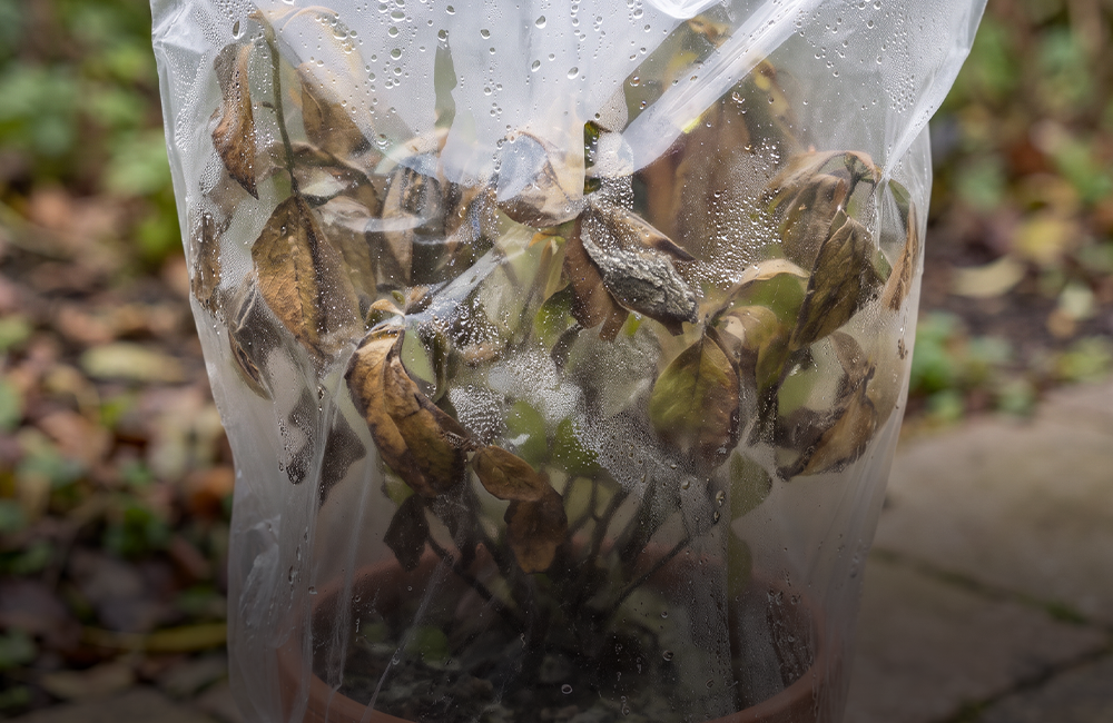 Neerslag en vorstbescherming voor planten