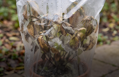 Neerslag en vorstbescherming voor planten
