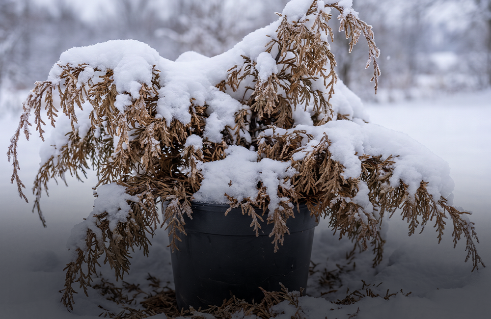 Neerslag en vorstbescherming voor planten